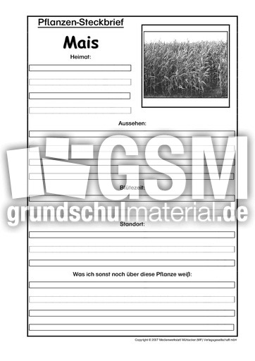 Pflanzensteckbrief-Mais-SW.pdf